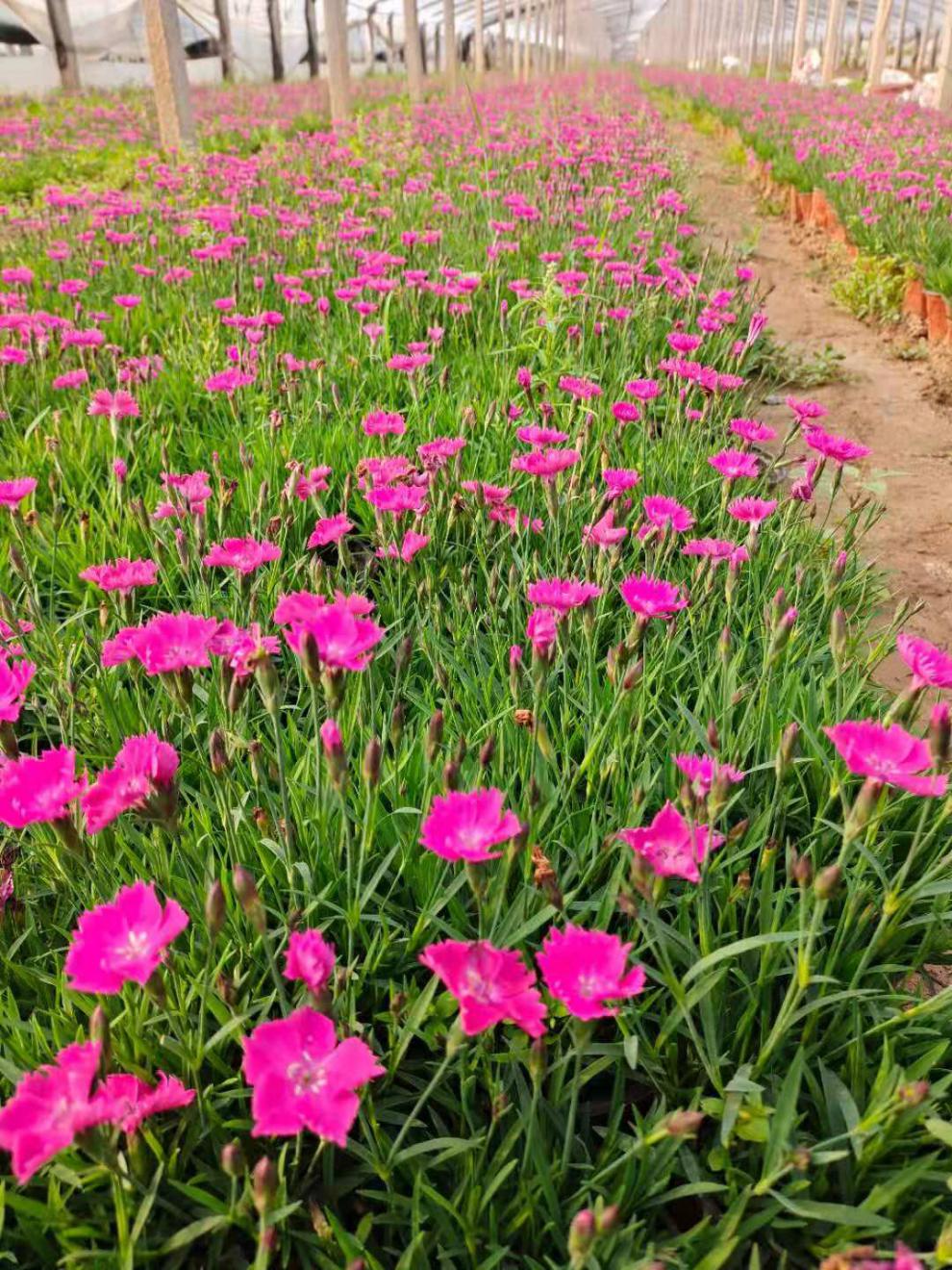 欧石竹花苗石竹花带花苞室外花卉易活耐寒植物庭院花期长好养的花 欧