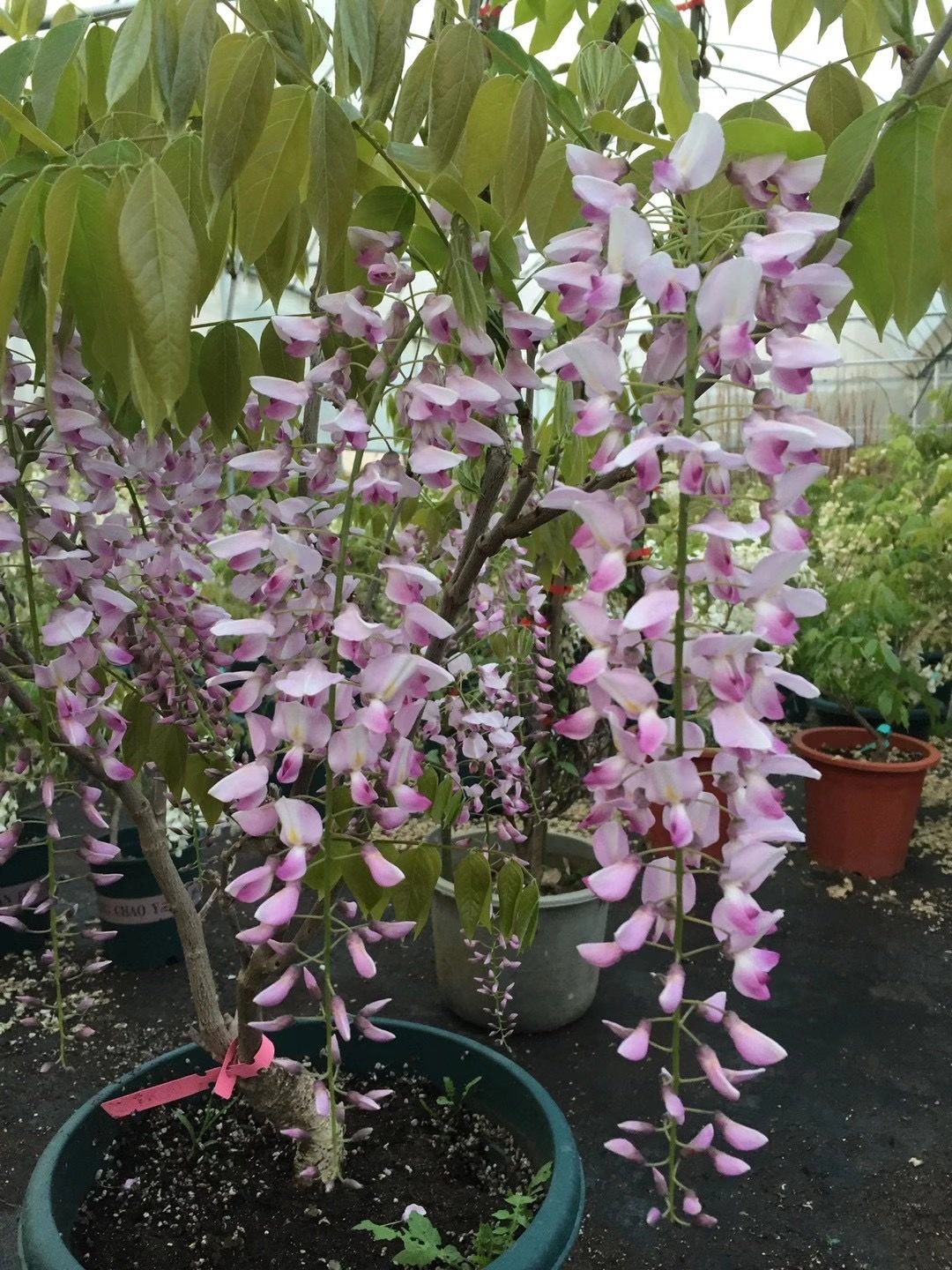 長穗紫藤蘿花苗爬藤植物藤蔓紫藤花樹苗盆栽老樁四季開花庭院多花碎