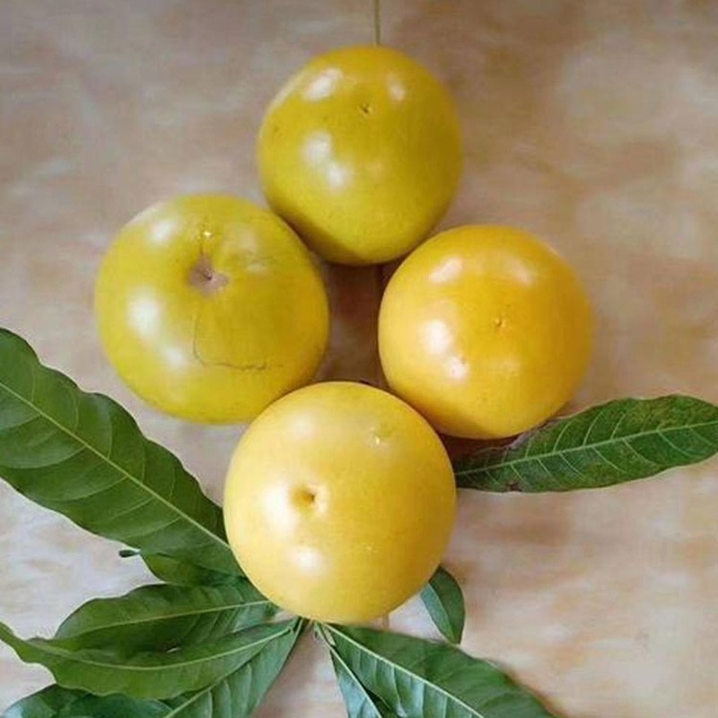 黄晶果树苗新品台湾冬蜜久大久蜜大金莎黄晶果苗庭院盆栽树苗2棵原生