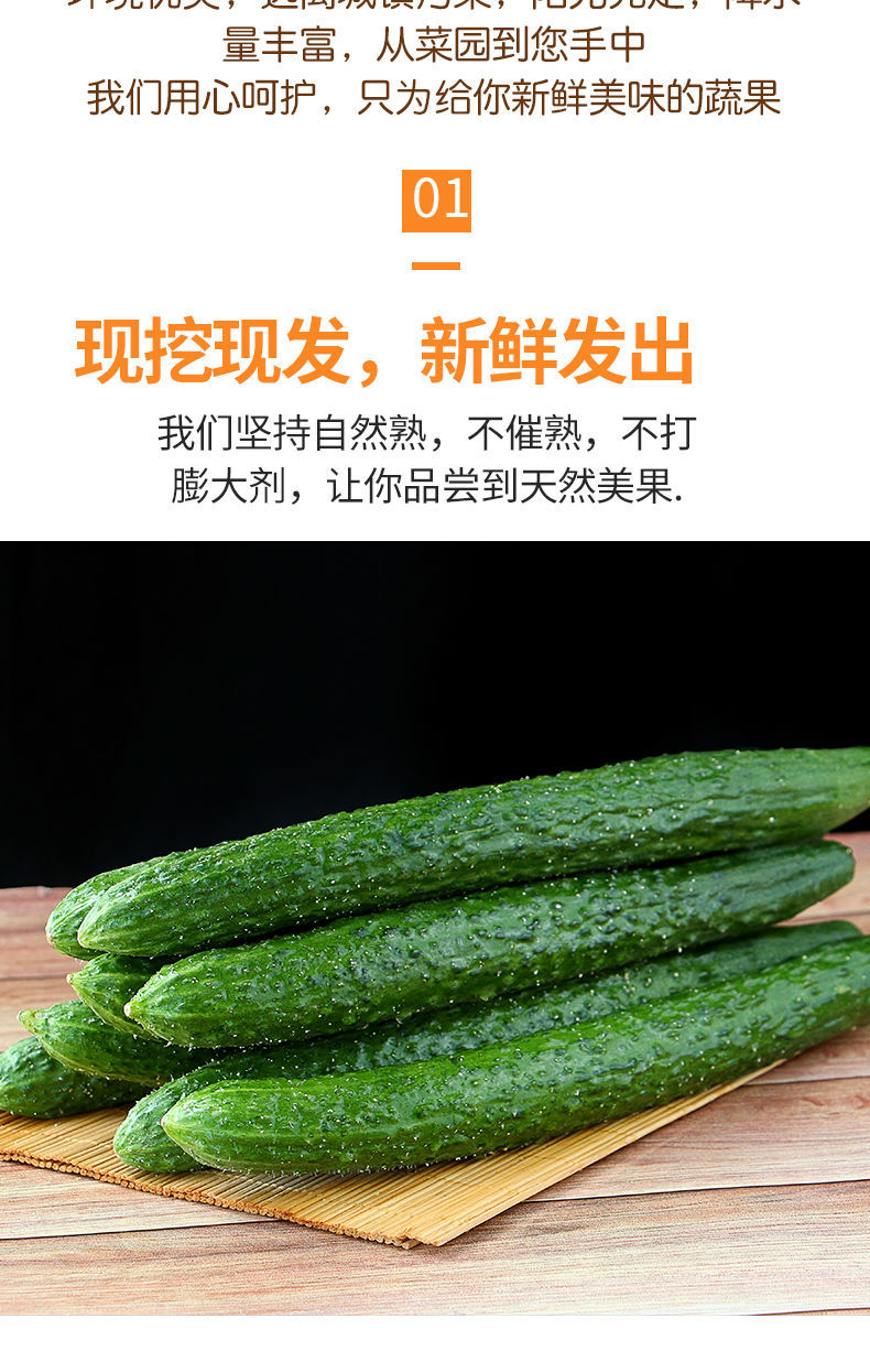 新鲜黄瓜5斤农家自种蔬菜青瓜带刺长脆嫩小黄瓜当季整箱云南现摘黄瓜5