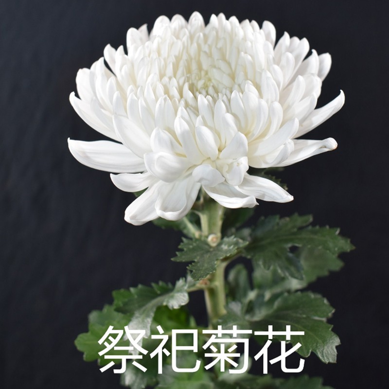 一朵菊花悼念图片