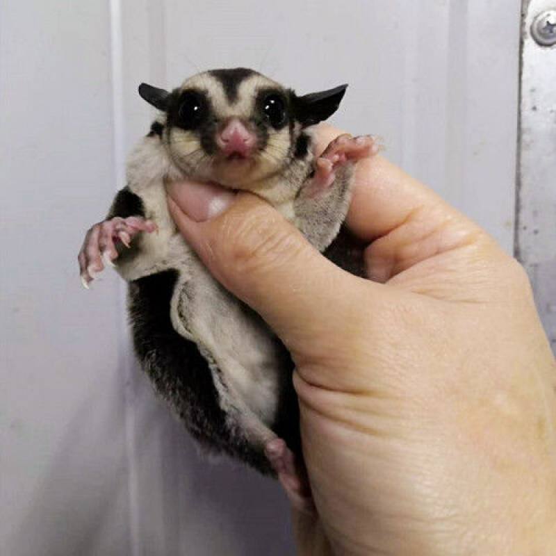 【京东推荐】网红蜜袋鼯活体飞鼠小飞鼠幼崽澳洲蜜袋鼯幼崽蜜袋宝宝