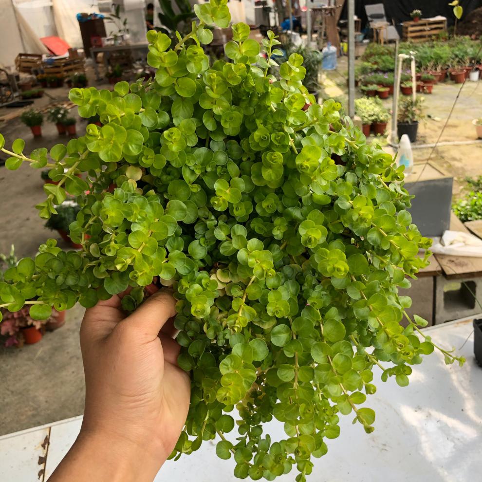 黄金串吊兰金叶过路黄垂钓植物沼泽挺水植物 四季常青地被苗 水培