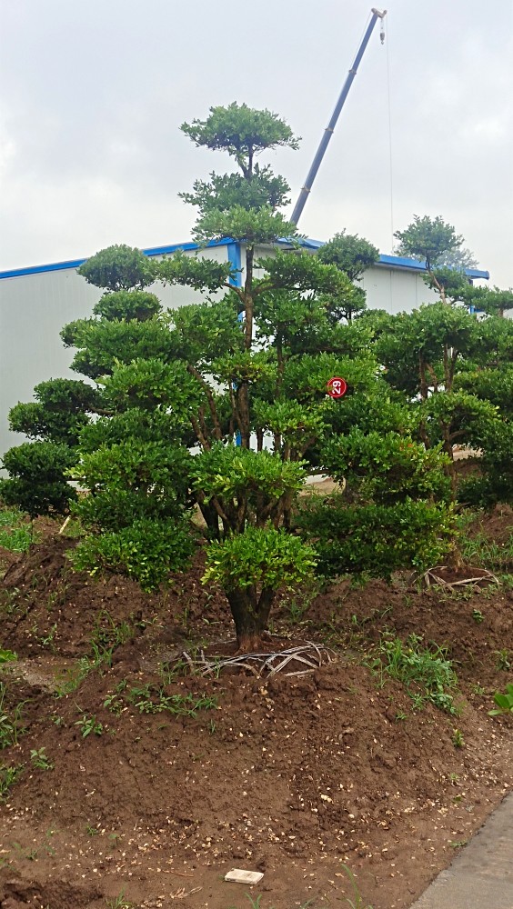 小叶黄杨黄杨造型盆景庭院别墅造型盆景植物一物一拍 30年黄杨一物一