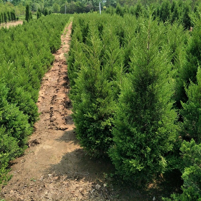 柏树苗基地直销桧柏苗墓地松扫墓树蜀桧苗四季常青松柏苗塔柏苗绿化