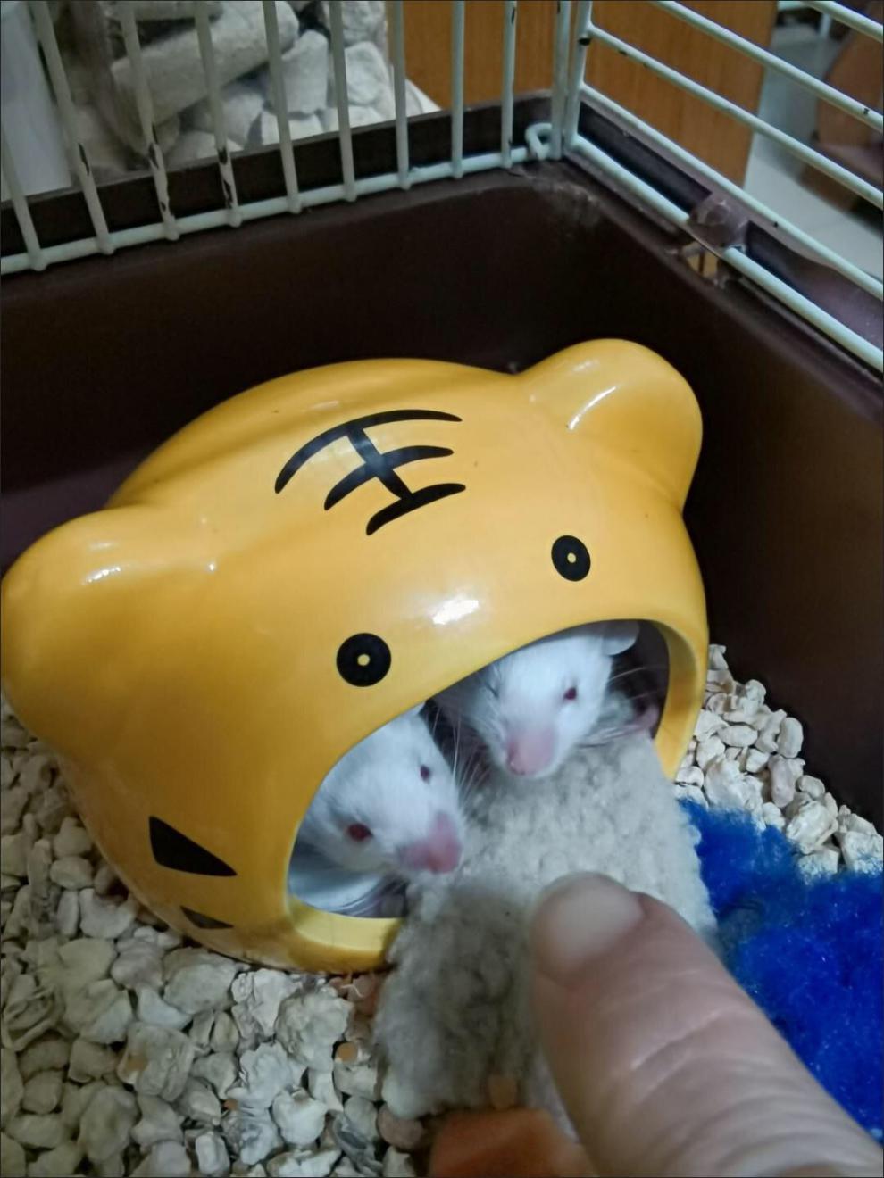 kjhgf迷你鼠活物亮毛段子鼠白鼠新手入门宠物活体包活包健康 不亮毛