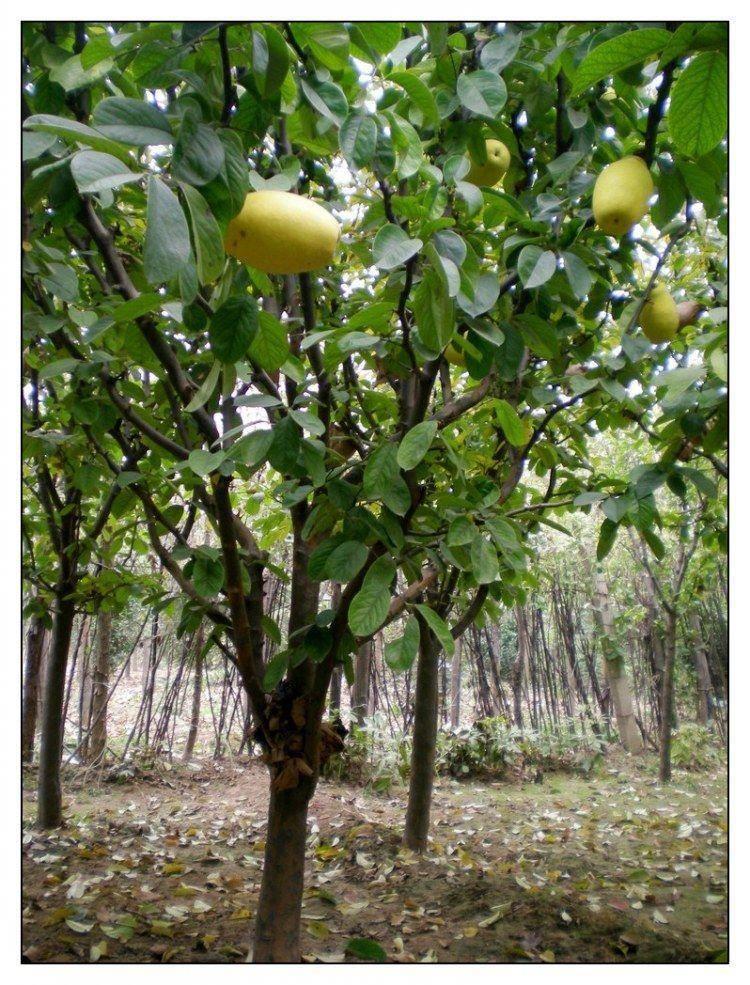 艾维卡 酸木瓜树苗光皮果树南北方种植盆栽地栽当年结果 【宣木瓜】