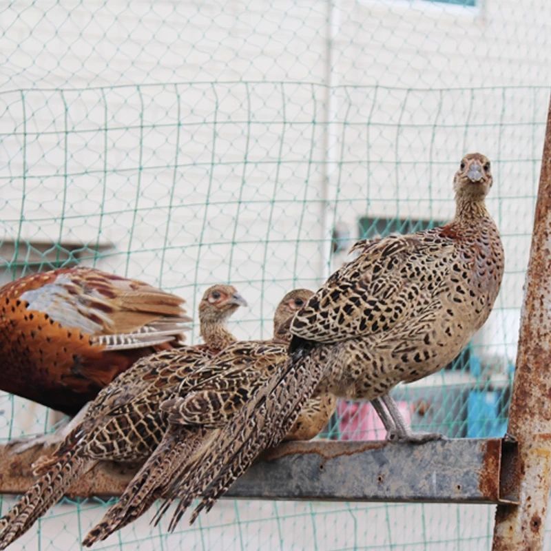 七彩山鸡 即将下蛋母山鸡 活体发货两只包活到家 三只母鸡