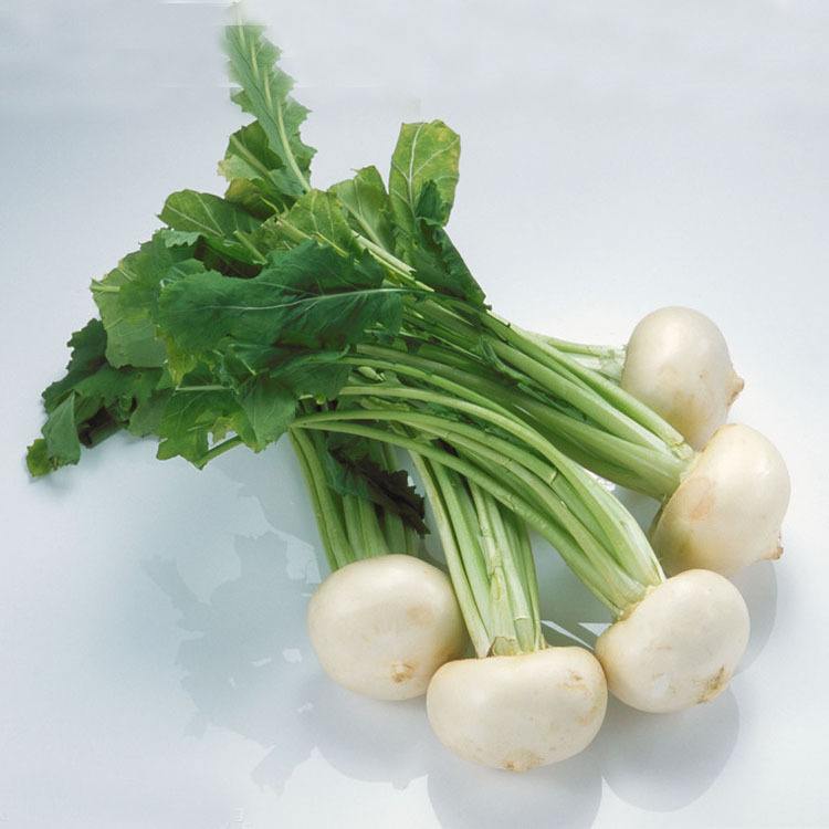 珍珠白樱桃萝卜种子上海杨花水果小萝卜脆辣盆栽四季播种蔬菜种籽