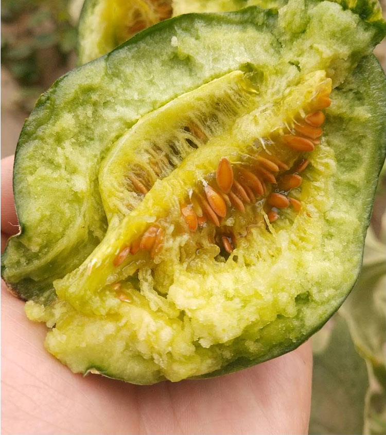 恬女神顺丰空运内蒙五原灯笼红香瓜巴盟河套特产甜瓜新鲜现摘水果蜜瓜