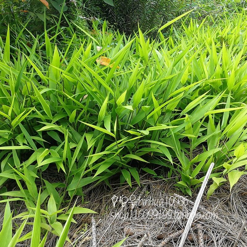【淡竹叶纯根】广东中药材淡竹叶纯根山鸡米竹叶麦冬火去利尿/伟博 4