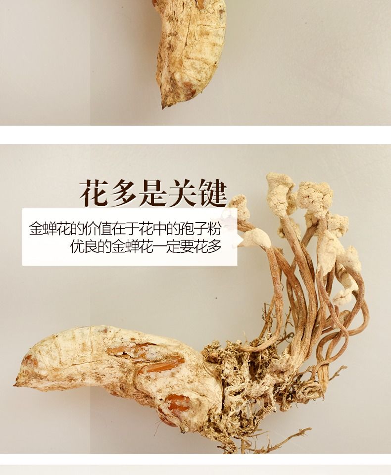 大别山金蝉花200g中知了花虫草金蝉花的500g200克装