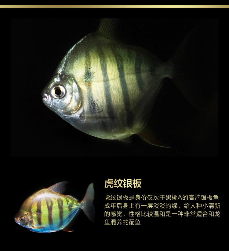 粗线银板鱼活体黑桃a银板鱼鱼苗虎纹银板鱼金龙鱼活体混养 龙配鱼s
