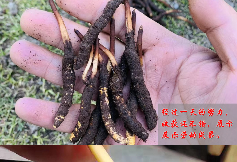 福曦堂新鲜虫草鲜草西藏那曲新鲜冬虫夏草中药材5根尝鲜装03克根