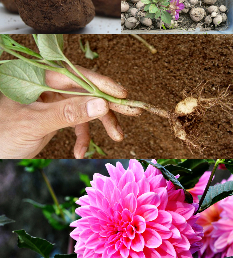 大麗花球根花卉 開花大花大麗菊地瓜花 大麗花種球多年生宿根花卉盆栽