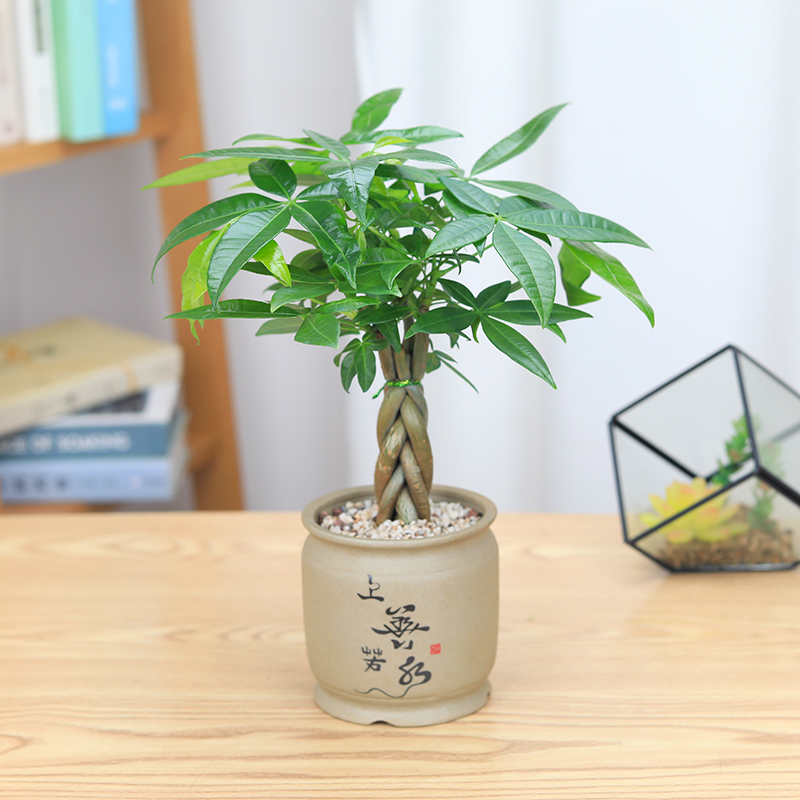 五辫发财树招财植物辫子发财树办公室内盆栽净化空气绿植上善若水素陶