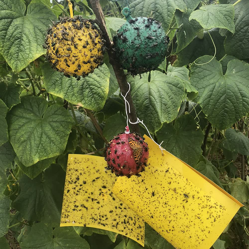 店果园实蝇贴针蜂器 【无引诱剂】粘虫胶 涂树胶 1500克【图片 价格