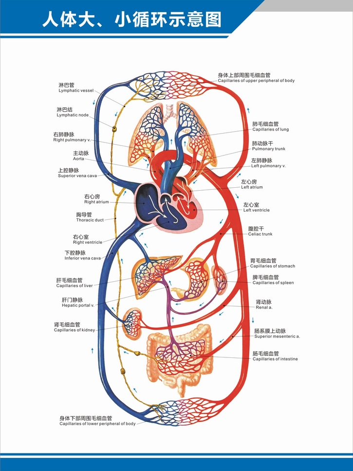 煌福轩科室挂图 人体血管分布图肝门静脉盆腔解剖图中英文医学医院