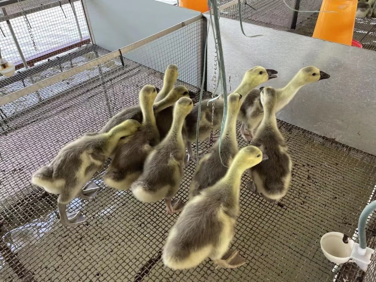 ajaj正宗狮头鹅苗特大狮头鹅活体正宗狮头鹅苗纯种潮汕灰狮头鹅苗饲料