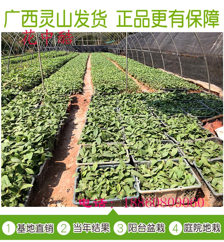 五指毛桃苗带营养杯五指毛桃活苗五指毛桃种植苗五指毛桃苗广东 五指
