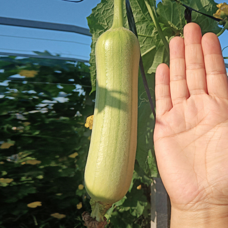 农之子白丝瓜种子大全白玉白关湖南农之子香玉白丝瓜f1种子2g细嫩柔软