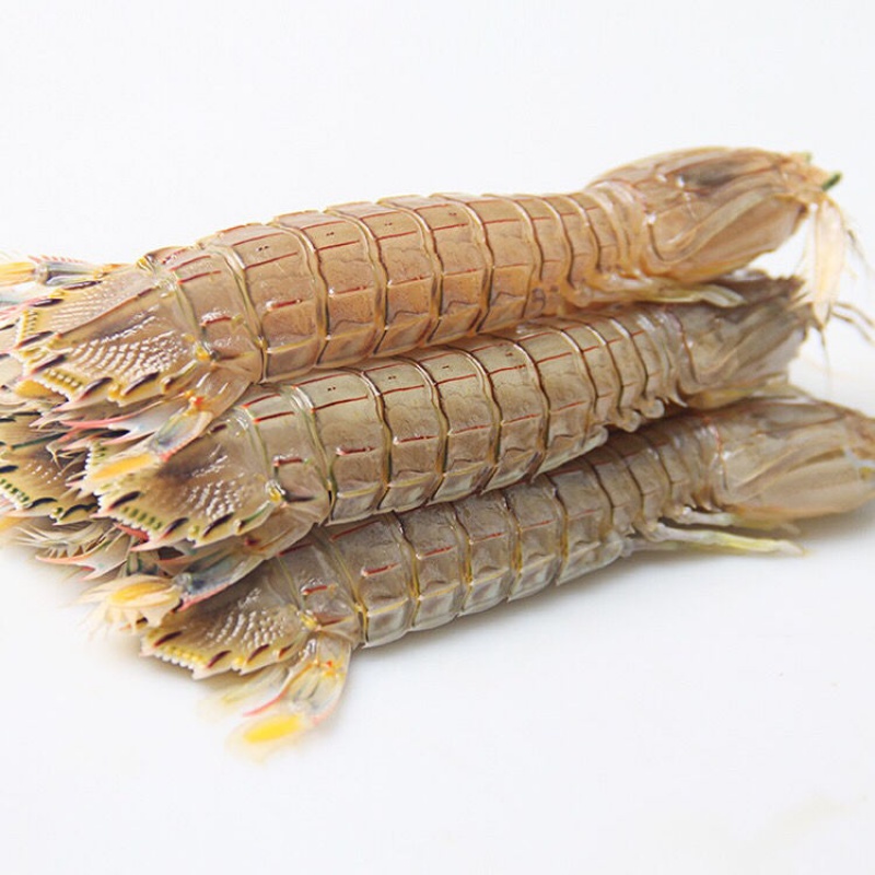 皮皮虾鲜活蒸熟濑尿虾虾婆琵琶虾虾爬子螳螂虾皮皮虾肉海鲜礼盒 特大