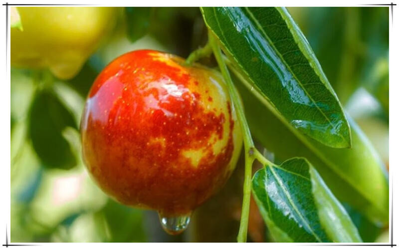 临猗庙上冬枣鲜枣脆甜枣孕妇新鲜水果5斤顺丰 2500g 8-10g【图片 价格