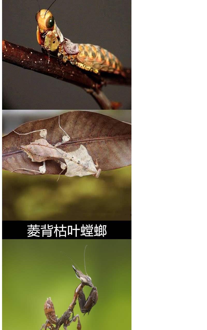 伟博 中华大刀螳螂活体成虫幼体刺花菲洲大魔花兰花莱姆绿眼斑幽灵