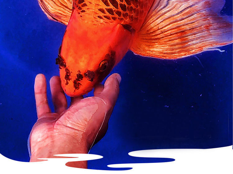 荣郁 网红鱼火凤凰锦鲤 蝴蝶鲤纯种龙凤鲤 冷水淡水