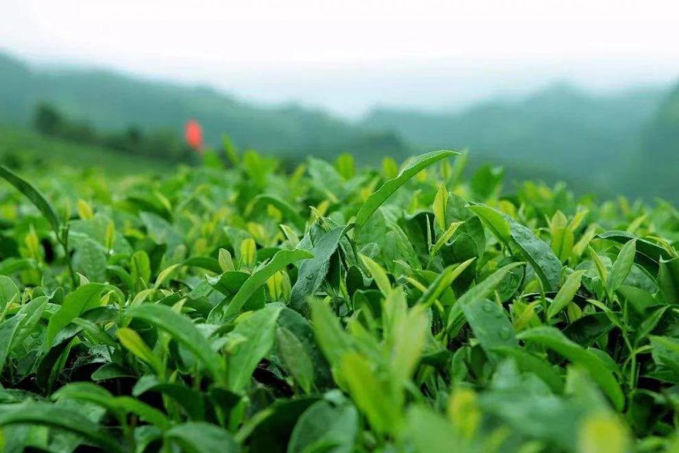 白芽奇兰茶叶乌龙茶平和白芽奇兰茶铁观音高山茶新茶清香型浓香型 250