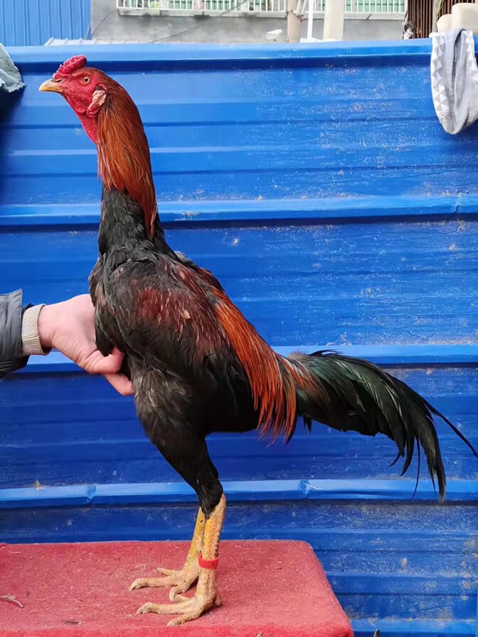 【官方旗舰】纯种中原斗鸡活体越南斗鸡苗公母泰国斗鸡成年鸡青年咬鸡