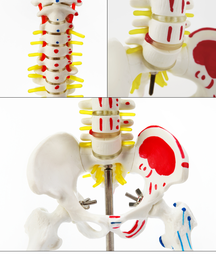 医学人体模型骨架腰椎1 1仿真脊柱解剖可弯曲 神经骨骼教学脊椎骨 45