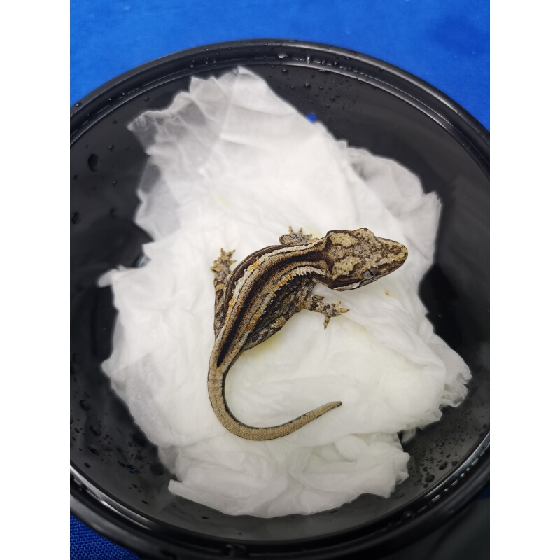 【店铺推荐】包活宠物属树栖睫角守宫活体盖勾亚守宫巨人爬宠 直播间