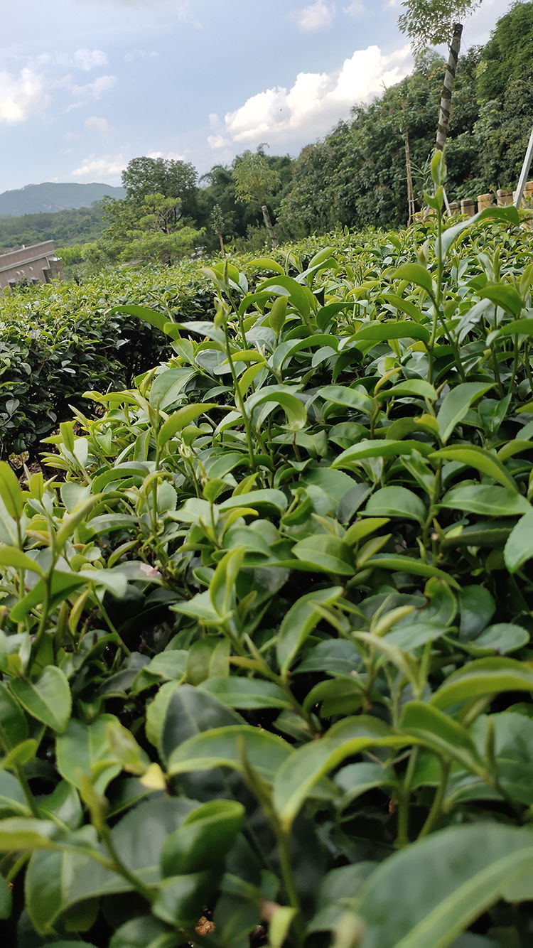 海丰莲花山海丰莲花山绿茶本山绿茶高山坪上潮汕炒茶明前茶叶浓香型