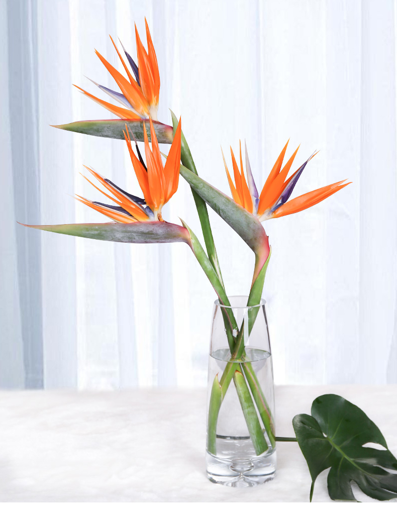 定制鲜花云南直发鹤望兰极乐鸟鲜切花水养插花商务办公批发速递4支送1