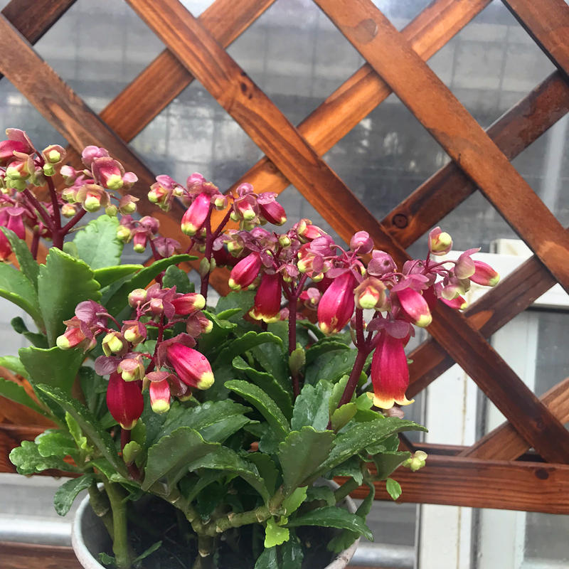 园艺 长寿宫灯盆栽带花长寿花植物花卉灯笼花宫灯长寿花盆栽 长寿宫灯
