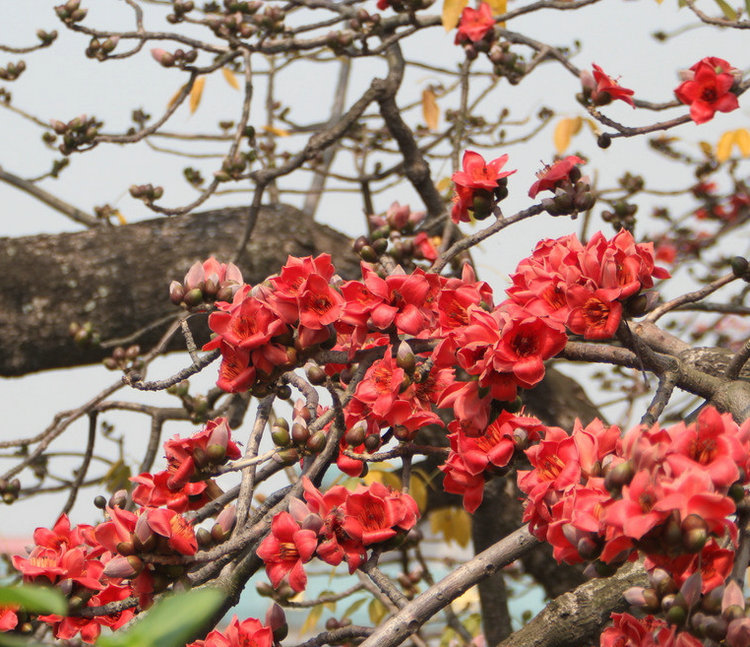 美丽异木棉种子木棉花种子木棉树种子大腹木棉种子新菜木棉种攀枝花