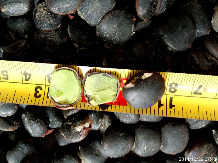 珍贵树种南方菩提树种子金刚菩提子树种缅菩提树的种子绿化树苗种子