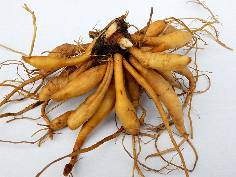 野生新鲜黄花菜根500g金针苗根萱草根忘忧草根黄花菜苗 500g【图片