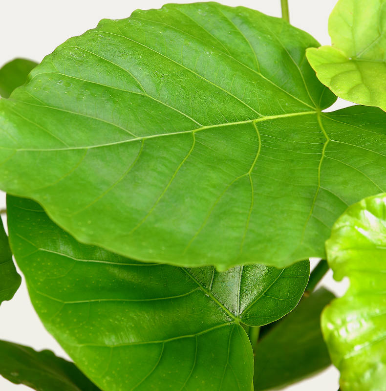 涞思芊品质保证爱心榕绿植心叶老桩四季好养大叶绿色植物盆栽北欧网红