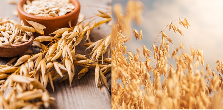 弘基燕麦胚芽米400g盒五谷杂粮速食粥杂粮粥燕麦饭400g