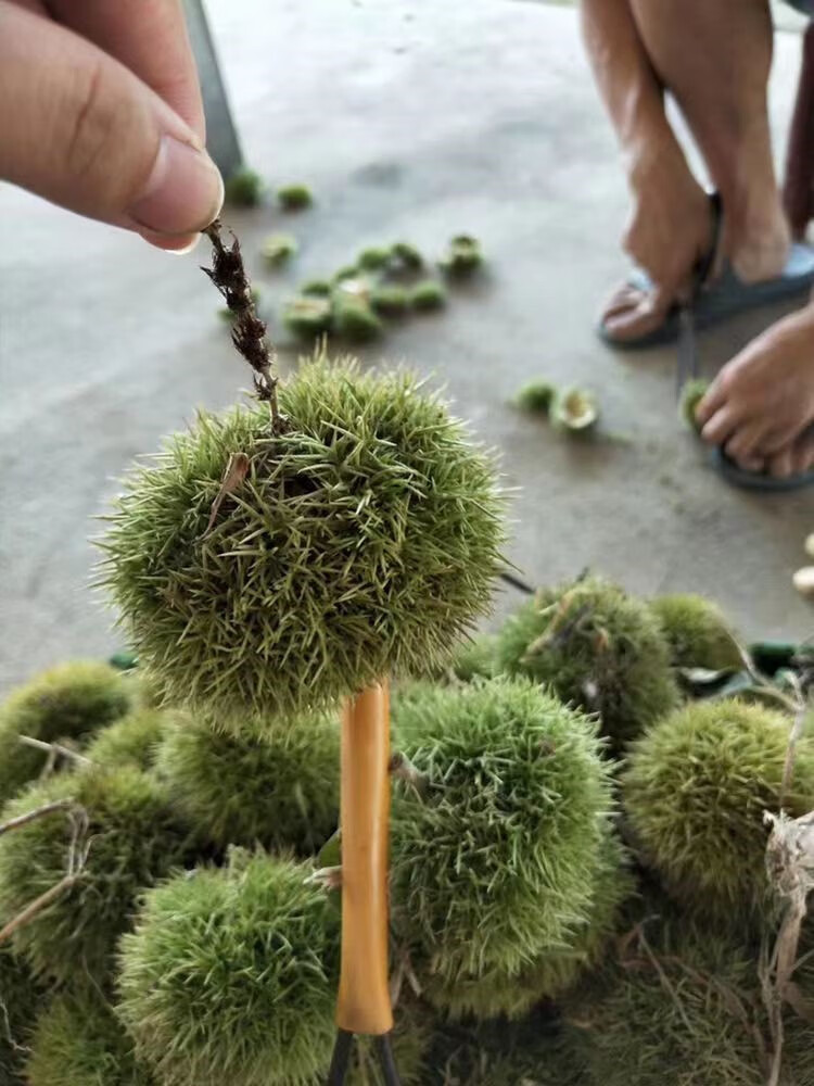 媚调板栗新鲜生毛球板栗刺球白壳野生带刺白花壳栗子2022现摘现发带壳