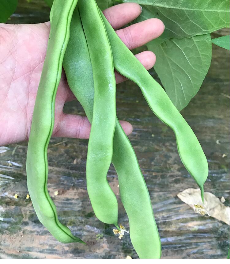 扁豆角新鲜 扁芸豆豆角 四季豆 农家蔬菜 5斤