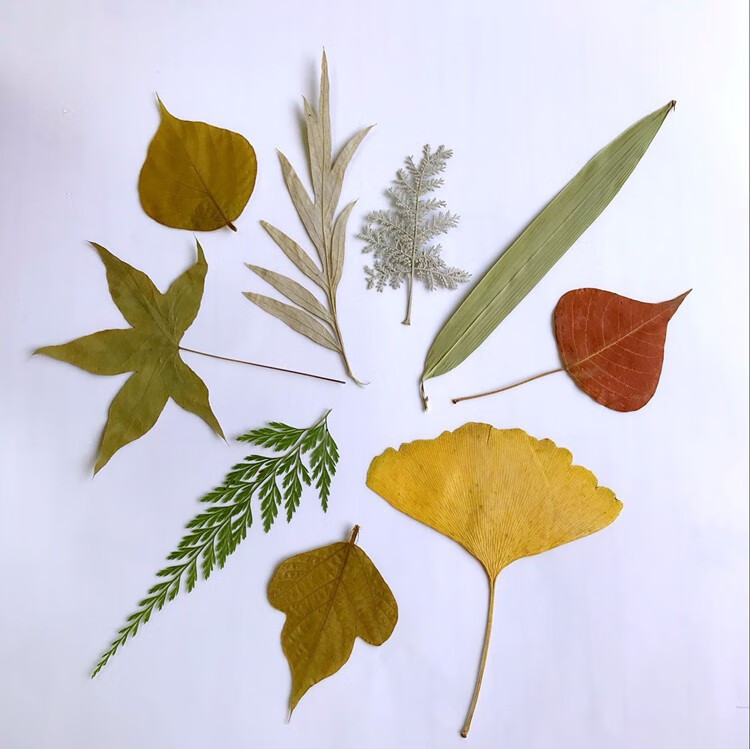 幼儿园手工制作贴画 儿童diy干手工材料 叶子集*16片 树叶【图片 价格