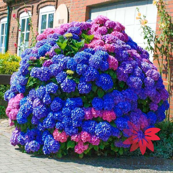 绣球花苗带花苞老桩盆栽花卉植物室内花庭院四季长开蓝海3年苗当年