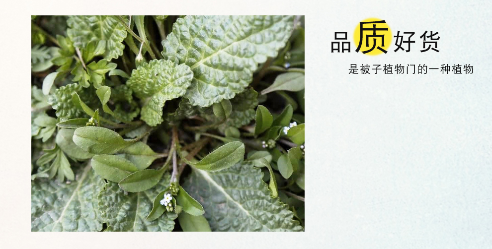 福曦堂蛤蟆草又名蟾蜍草地胆头白贯草猪耳草饭匙草七星草等中药材蛤蟆