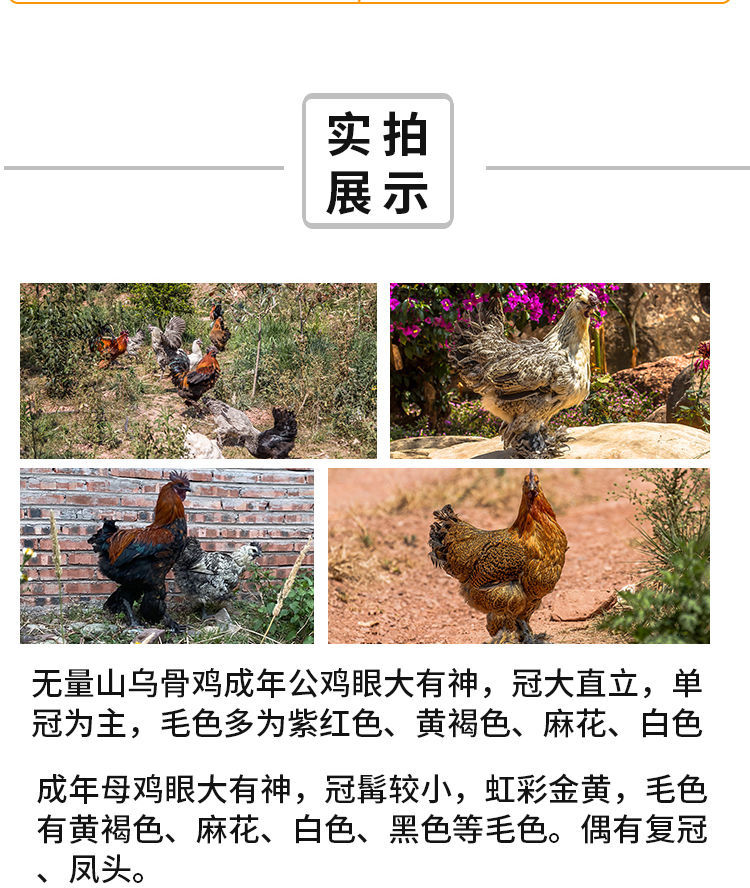 大种毛脚鸡苗批发活体土鸡乌骨鸡苗鸡仔红毛公鸡高脚鸡半大鸡青年鸡 1