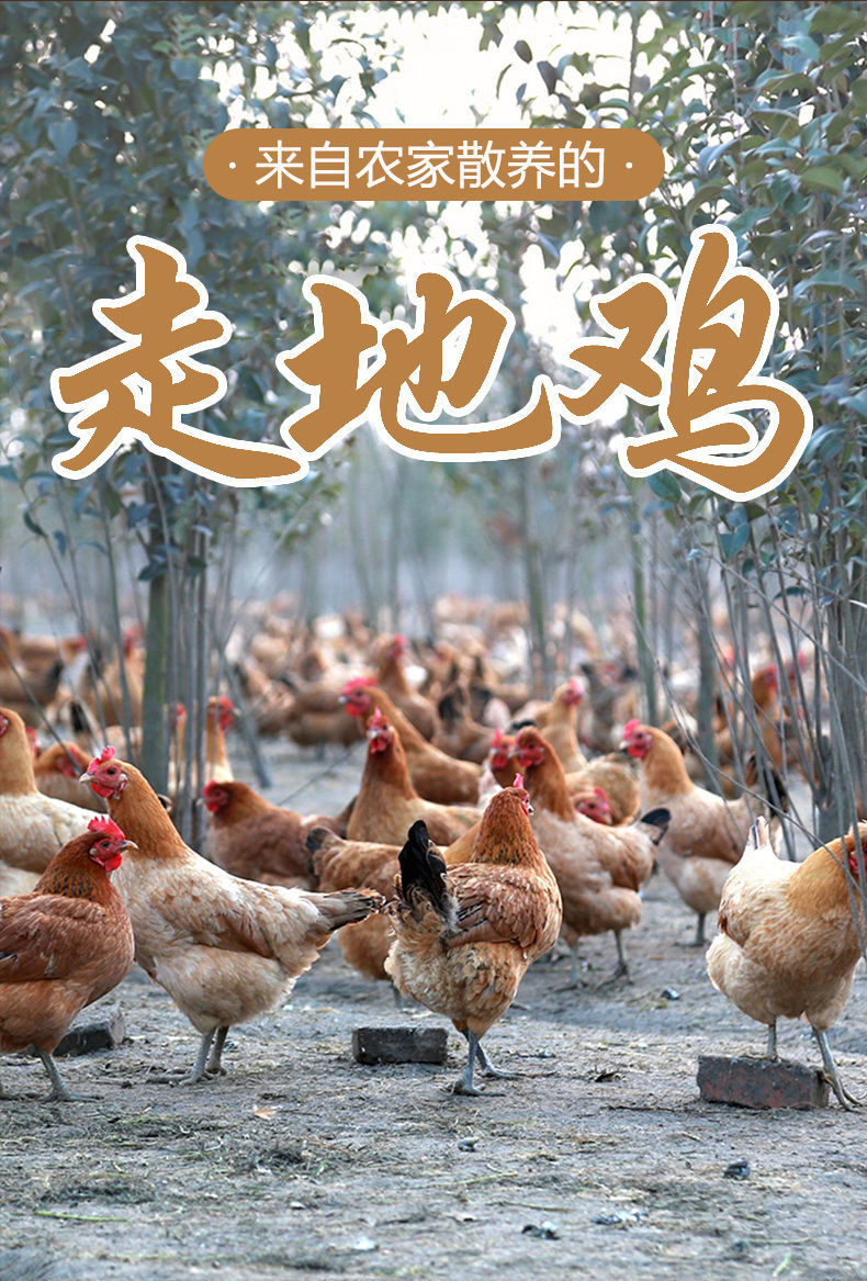 农家散养三年正宗土鸡活草鸡黄油老母鸡笨鸡柴鸡新鲜整鸡走地鸡斓维品