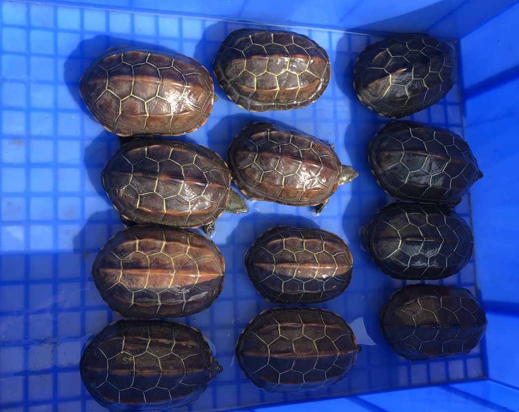 苏北外塘中华草龟情侣金线龟乌龟活物吃菜大小乌龟活体45厘米免费龟粮