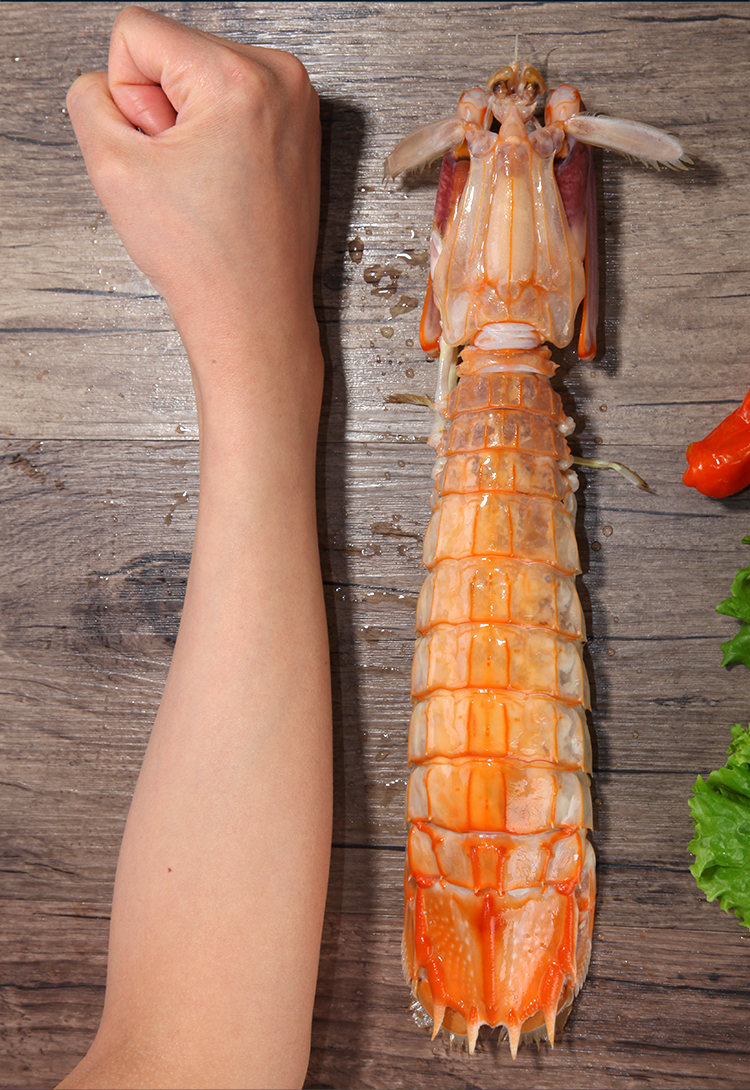 【舔鲜海鲜-顺丰】超大皮皮虾 泰国鲜活富贵虾母带膏海鲜水产超特大皮